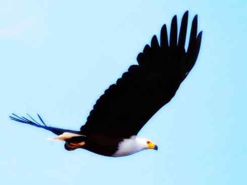 白头鸟系列：另类的美丽（吼海雕）