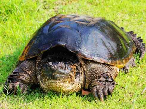 玄武：传说的兽原型探秘（鳄龟）