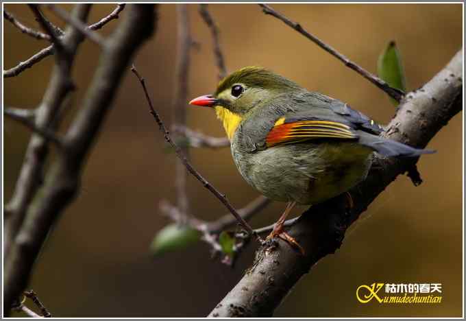 红嘴相思鸟【照片】
