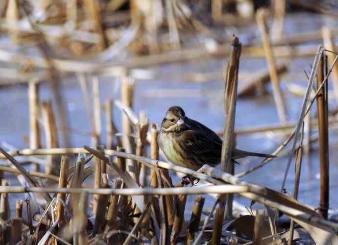 灰头鹀（记录版）