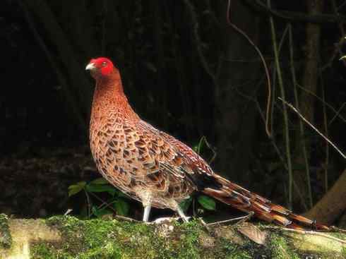 家禽驯化之源之八