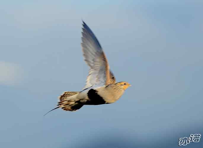 官厅水库 wbr路 wbr毛腿沙鸡和雉鸡 官厅水库 wbr路 wbr毛腿沙鸡和雉鸡