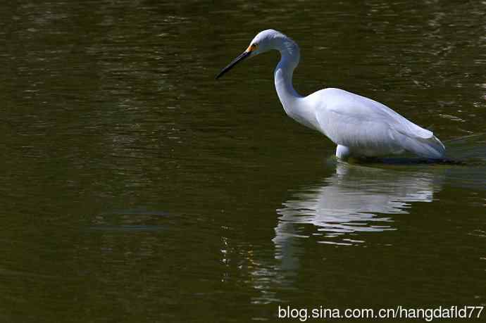 美国鸟类摄影——雪鹭（14）