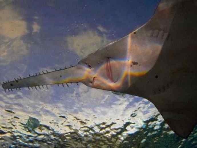 鱼类活化石：锯鳐