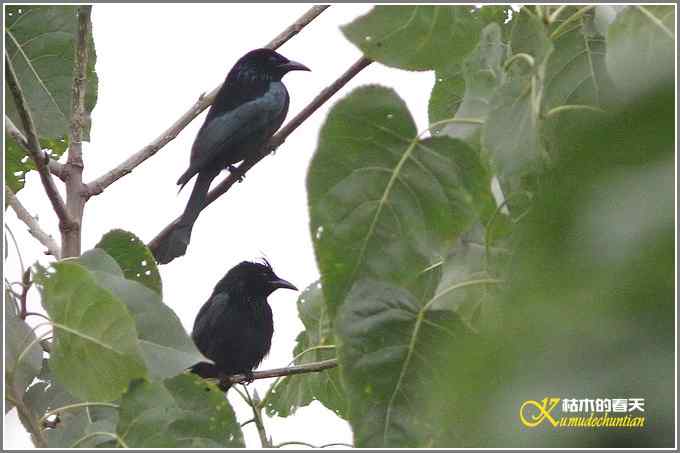 阴天拍的是鈥溞那殁潯菊掌