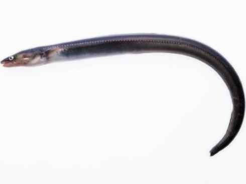 自然奇观:动物大迁徙(鳗鱼) 自然奇观:动物大迁徙(鳗鱼)