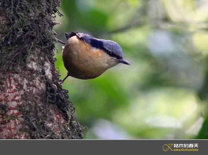 腾冲拍鸟：黄腹扇尾鹟、栗腹shi、栗臀shi