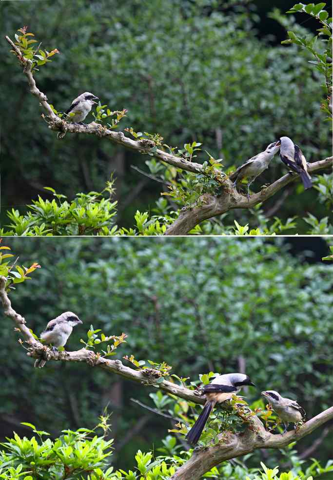 207.小伯劳成长记（3）亲鸟育儿篇