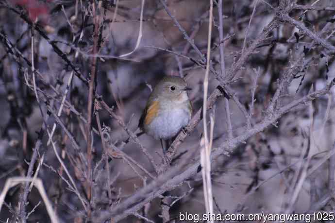 变焦(70-300)拍鸟儿【原版片】 变焦(70-300)拍鸟儿【原版片】