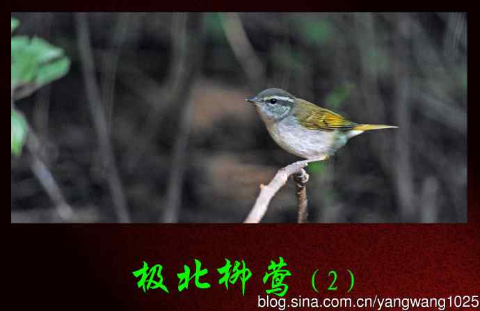 北京天坛公园的鸟类——极北柳莺（2）