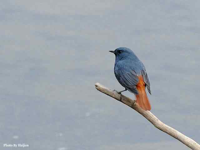 十渡的鸟儿看过来