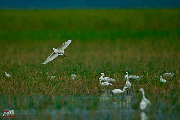 官厅水库 wbr路 wbr白鹭 官厅水库 wbr路 wbr白鹭