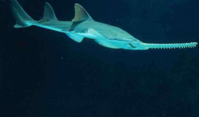 鱼类活化石：锯鳐