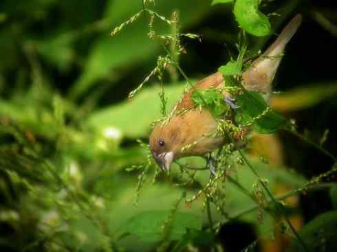 家禽驯化之源之十七