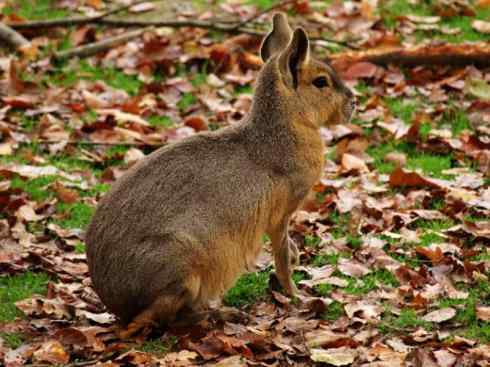 动物世界：山寨还是原创之十四（草兔、豚鼠）