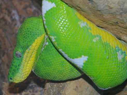 龙：传说的兽原型探秘（树蚺类）