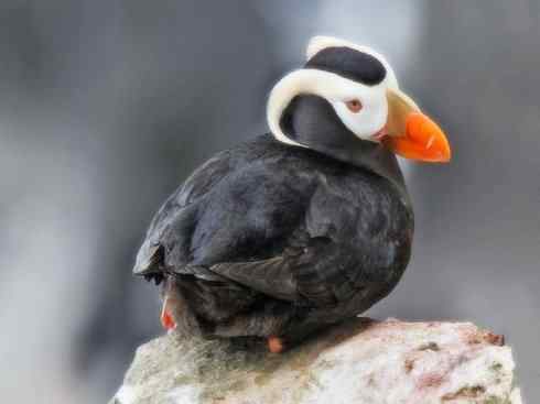 猎奇：奇特的鸟喙之七