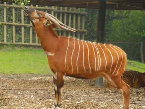 麒麟：传说的兽原型探秘（紫羚）