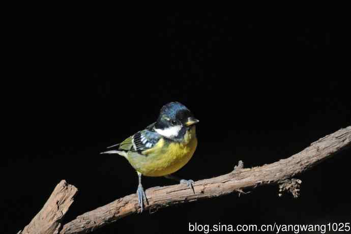 雄性黄腹山雀(2) 雄性黄腹山雀(2)