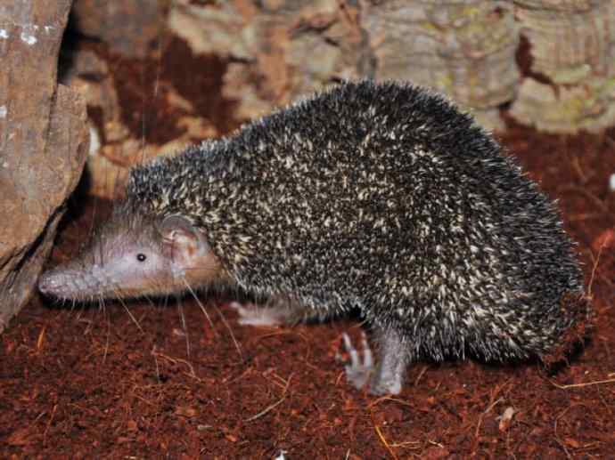 盘点十二大著名食蚁动物：土狼