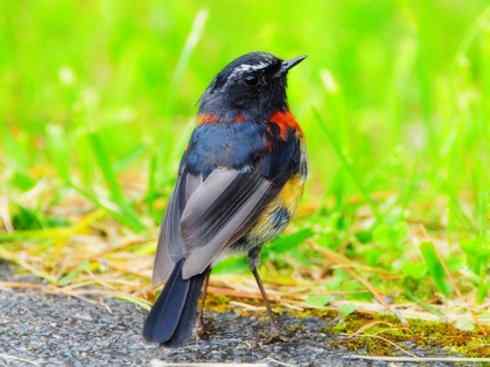 美丽无罪：雀鸟之林鸲