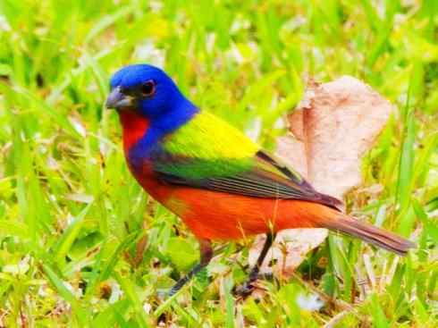 美丽无罪：雀鸟之彩鹀