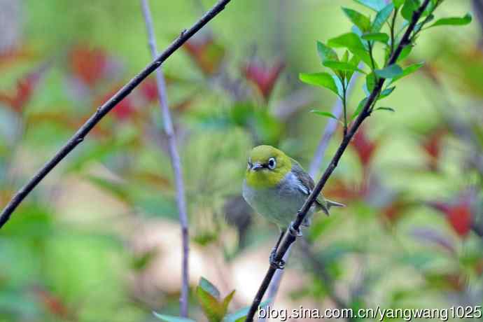 红胁绣眼鸟（12）