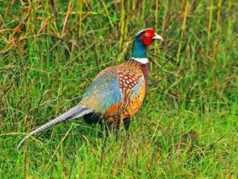 家禽驯化之源之五