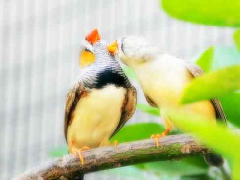 家禽驯化之源之二十