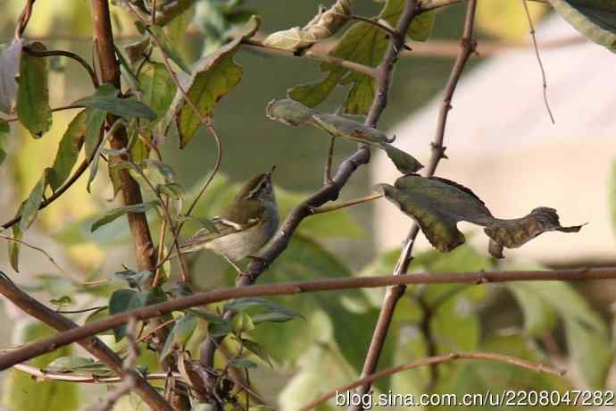 151.圣诞节送上12月份拍新鸟