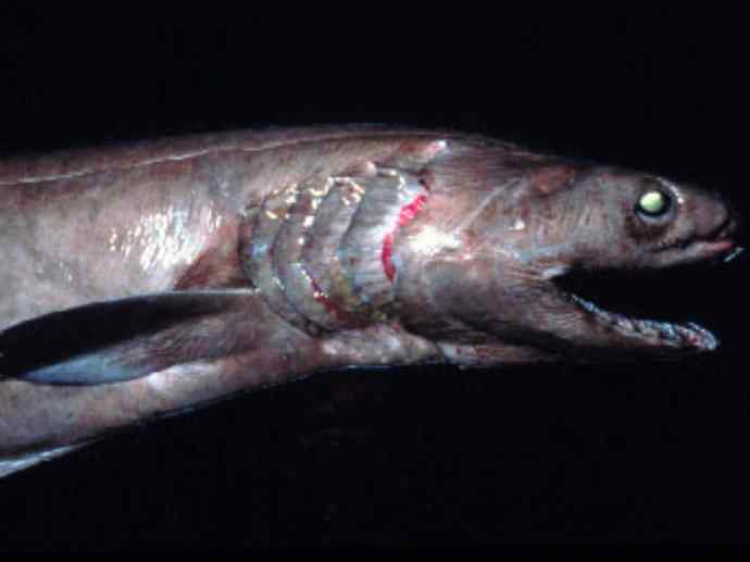 鱼类活化石：皱鳃鲨