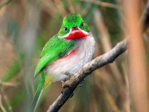 绝色攀禽：佛法僧目之短尾鴗