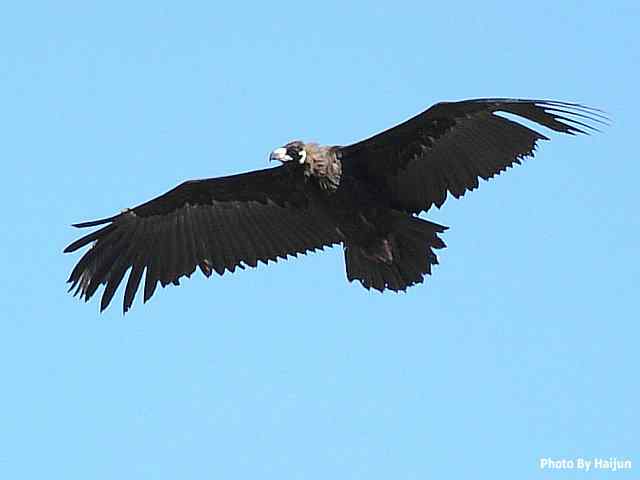 峡谷中 wbr. wbr沐浴阳光的秃鹫