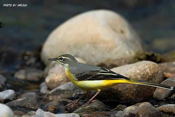 秋实（鹤鹬 wbr遗鸥 wbr扇尾沙锥 wbr金斑鸻）