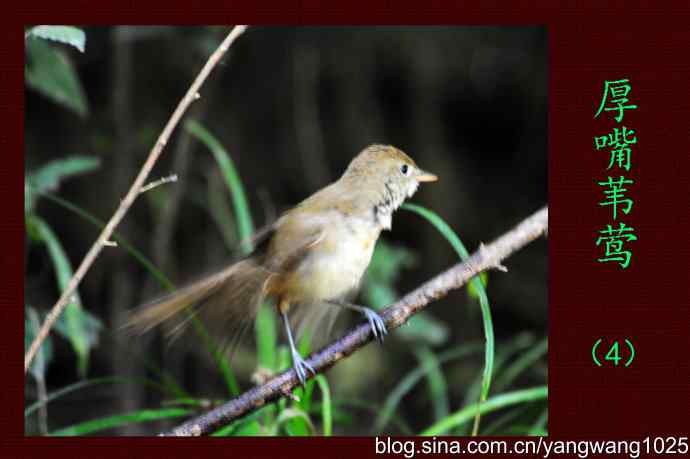 北京天坛公园的鸟类——厚嘴苇莺（4）