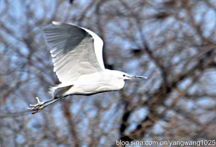 又见白鹭飞 wbr wbr1