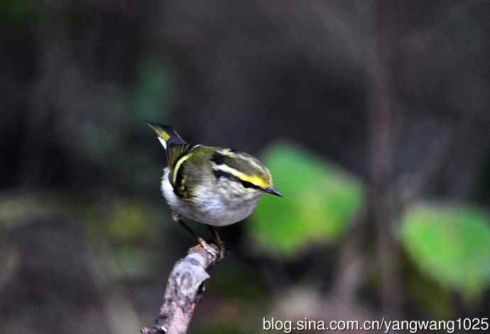 黄腰柳莺（13）