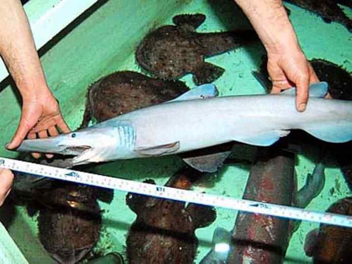 鱼类活化石：魔鬼鲨