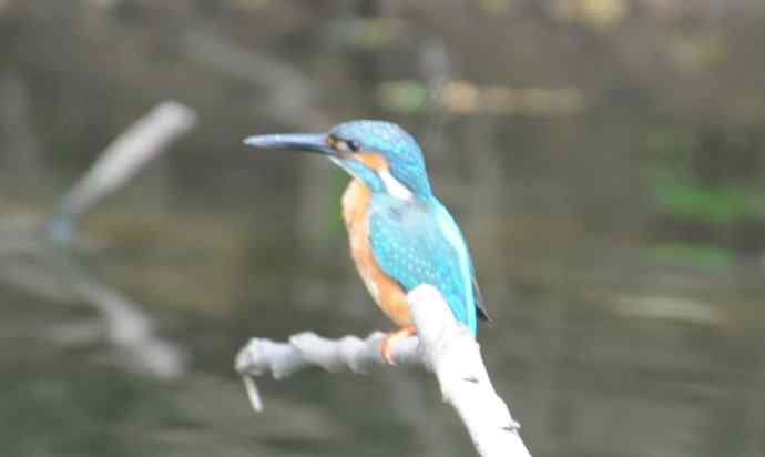 拍翠鸟（纪实）