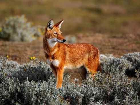 犬科：犬亚科犬属之西门豺、侧纹豺（胡狼类）