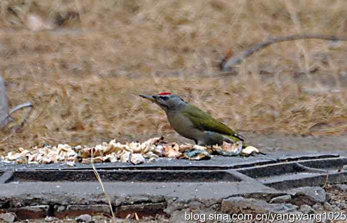 随走随拍【灰头绿啄木鸟（雄性）】