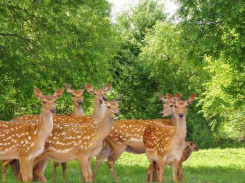 麒麟:传说的兽原型探秘(梅花鹿) 麒麟:传说的兽原型探秘(梅花鹿)