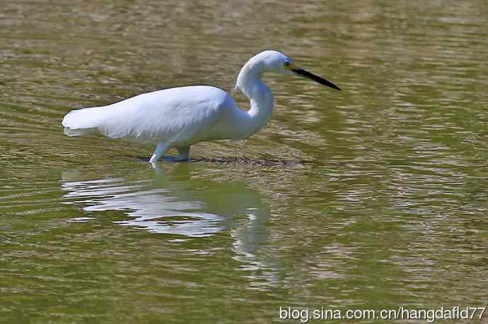 美国鸟类摄影——雪鹭（13）