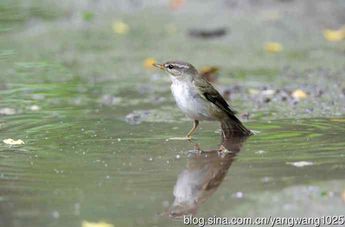 浴（极北柳莺）