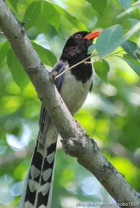 红嘴蓝鹊和它的宝宝