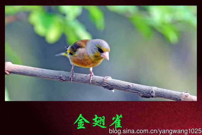 北京天坛公园的鸟类——金翅雀