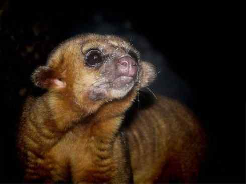 十大喜食蜂蜜动物：蜜熊