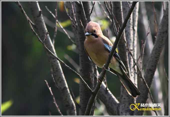 八哥&bull;松鸦【照片】