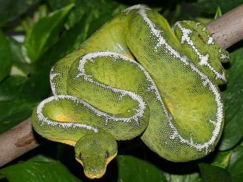 龙：传说的兽原型探秘（树蚺类）