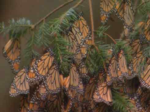 自然奇观：动物大迁徙(帝王蝶）